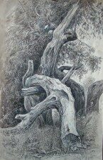 Царь-коряга